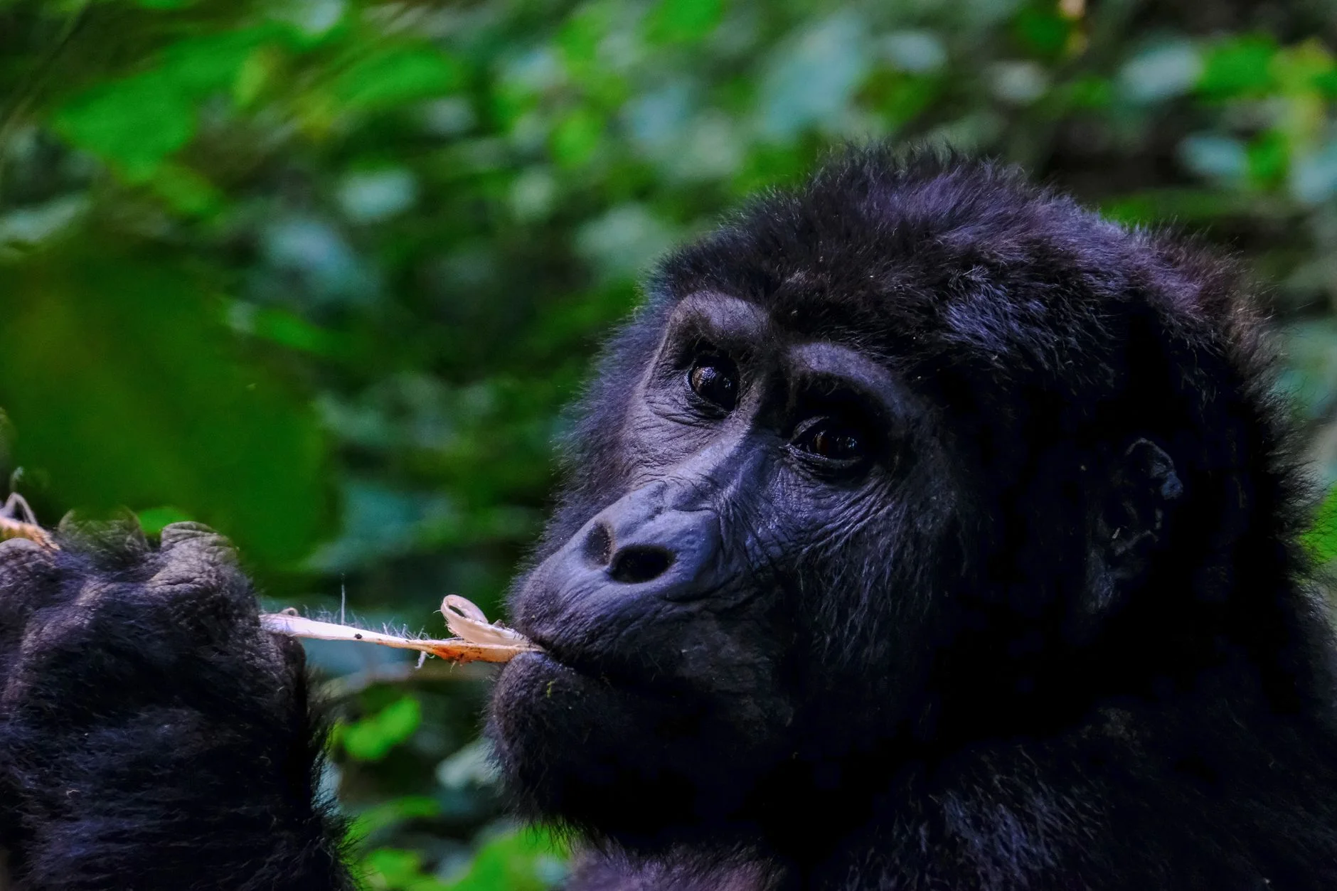 Web Development in Democratic Republic of the Congo