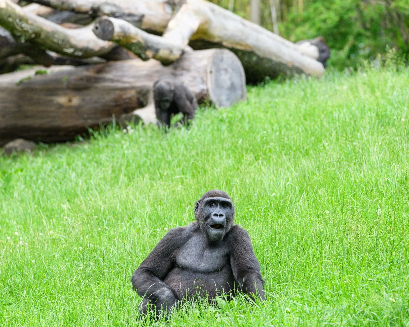 Reaching Buyers Profitably with Paid Advertising in Democratic Republic of the Congo